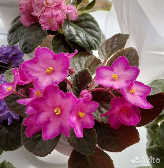 Фиалки детки