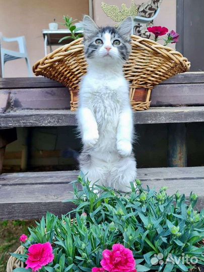 Лаврика мучили, а он любит всем сердцем