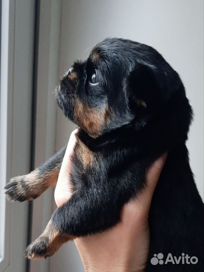 Щенки гриффона