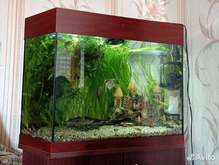 Аквариум