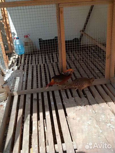 Золотые фазаны