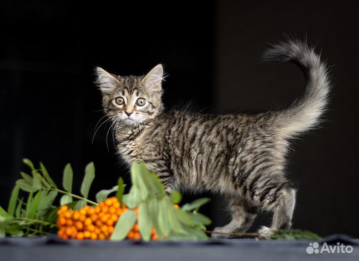 Котенок в добрые руки