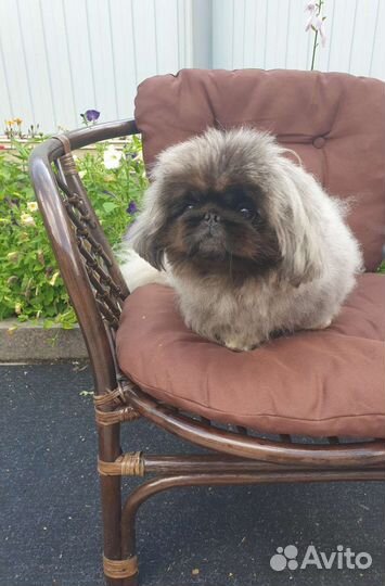 Вязка пекинес