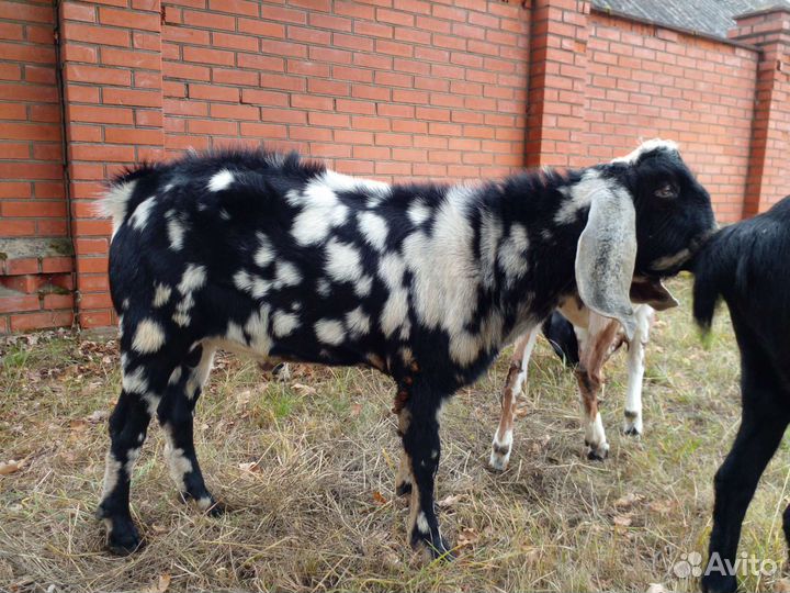 Козел нубийский