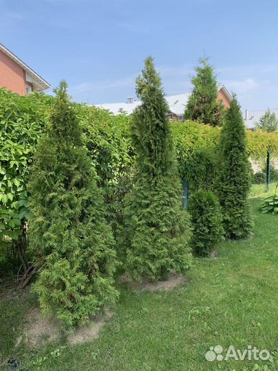 Туя смарагд