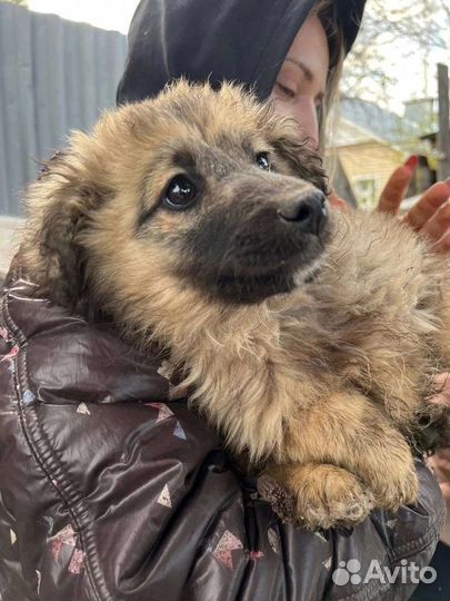 Щенки в опасности