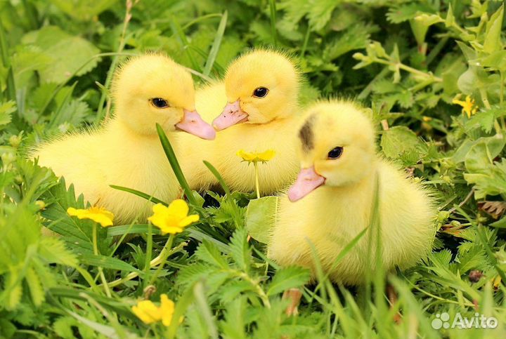 Утки муларды