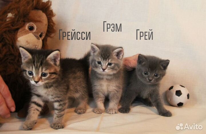 Котята сладкие милые пушистые друзья