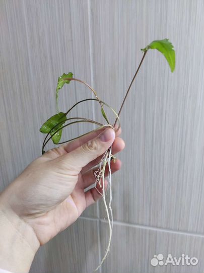 Криптокорина отростки