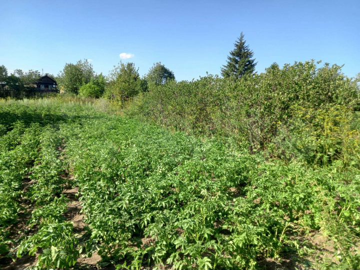 Участок 6 сот. (ИЖС)