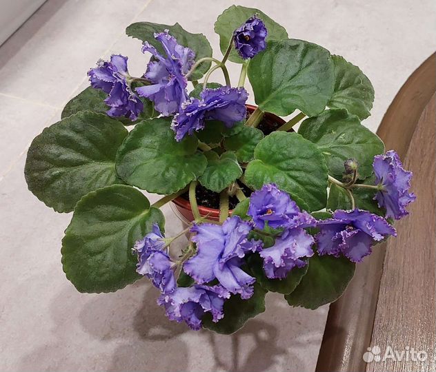 Фиалка сенполия