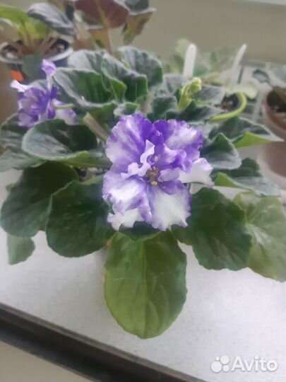 Цветущие фиалки