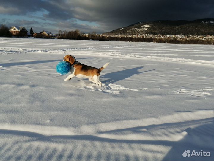 Бигль вязка
