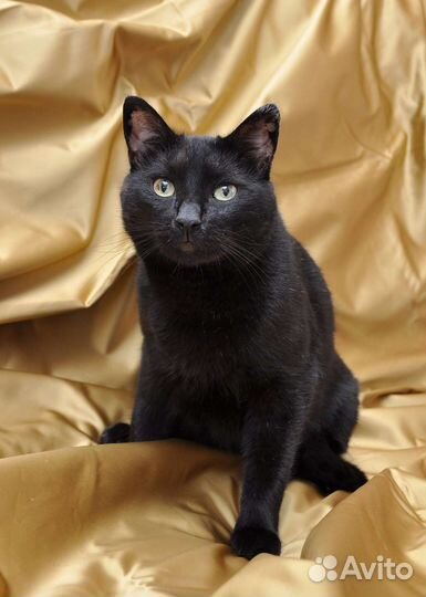 Кот