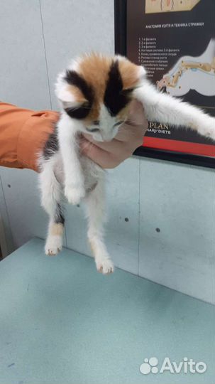 Трехцветная кошка