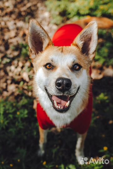 Манго ищет свою семью