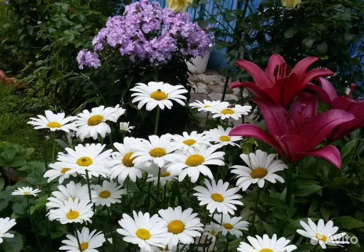 Цветущие многолетики