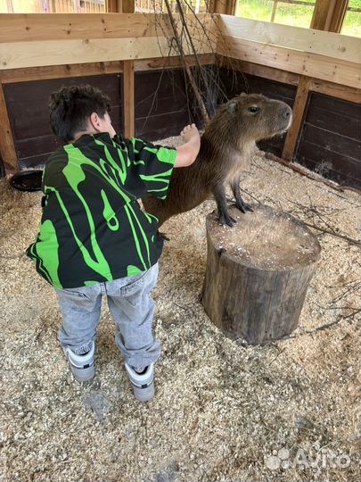 Работник по уходу за животными