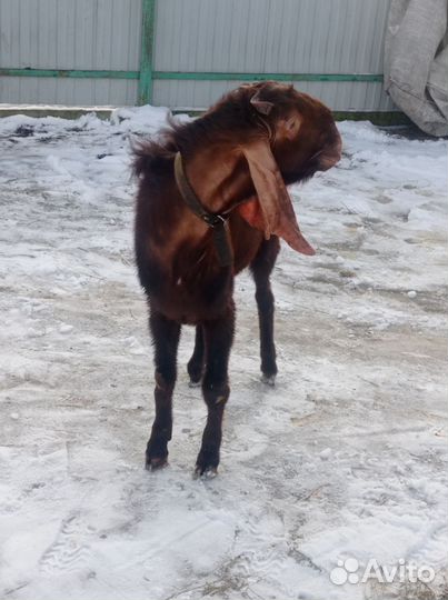 Козы камори- нубийские/Цесарята