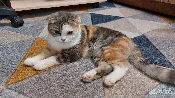 Британская вислоухая кошка