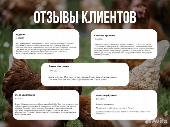 Курочки-несушки