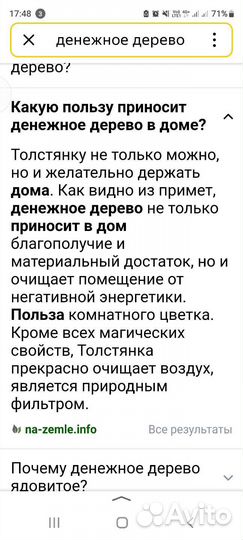 Денежное дерево-красула толстянка