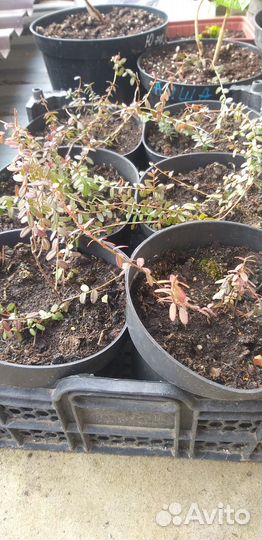 Саженцы клюквы