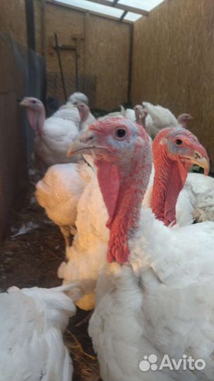 Индюки биг 6