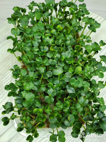 Микрозелень