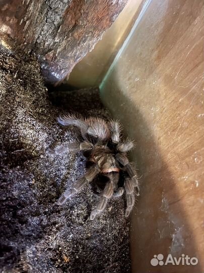 Паук птицеед