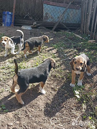 Продам щенков русской пегой гончей