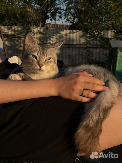 Котик в добрые ручки