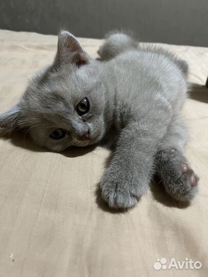 Британские короткошерстные котята (девочка)