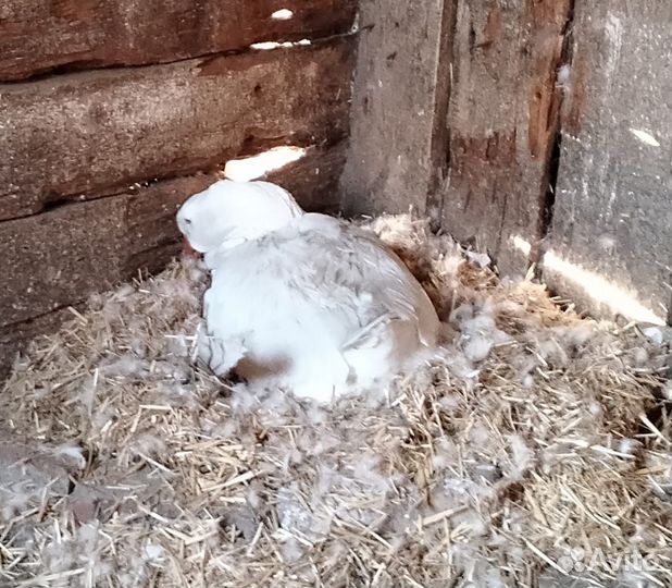 Холмогорские гуси