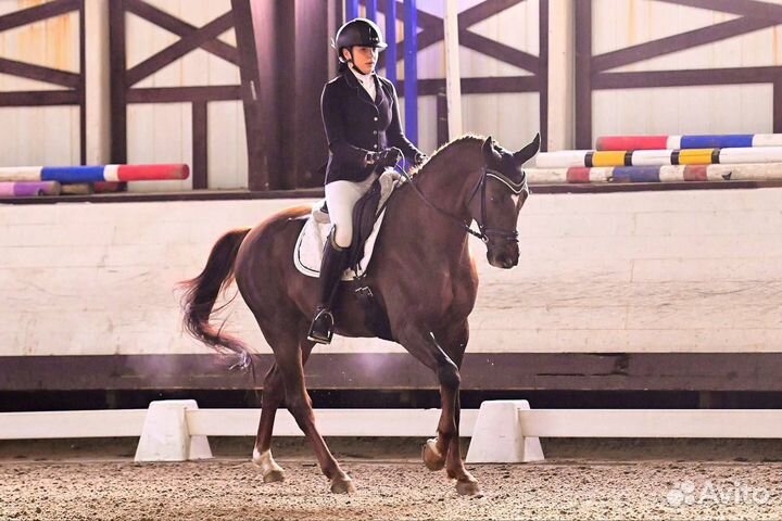 Лошади в спорт, пони