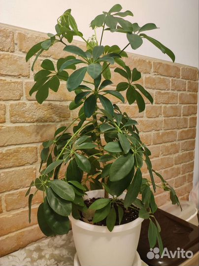 Цветок шефлера