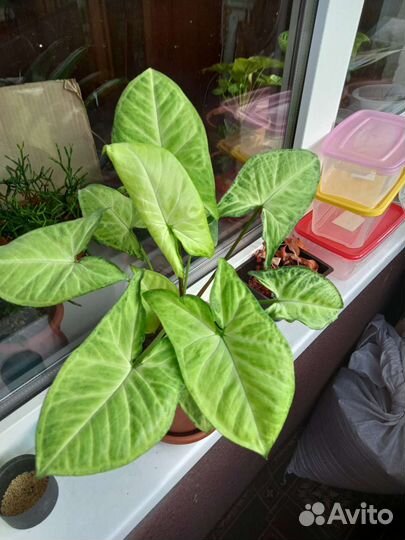 Сингониум комнатные. цветы