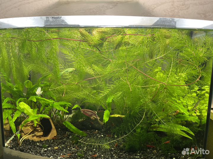 Криптокарина, Роголистник