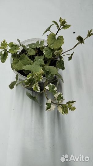 Ампельные растения для кашпо