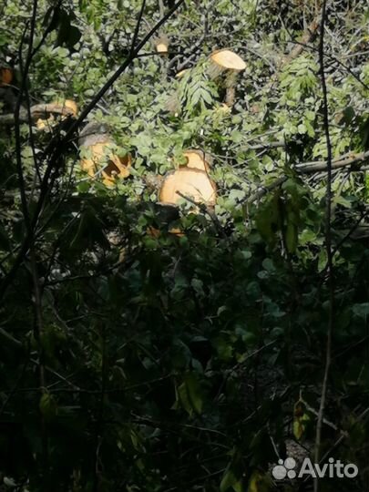 Спил деревьев