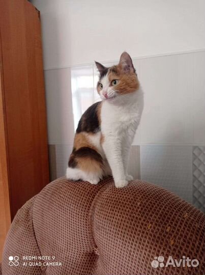 Стерилизованная кошечка