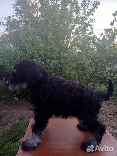 Цвергшнауцер щенки