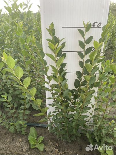 Саженцы кизильник блестящий