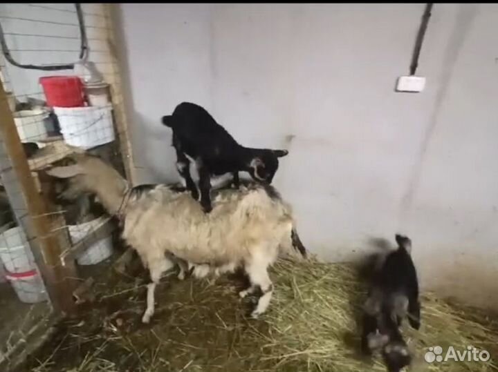 Коза дойная, козочки. Поросята Дюрок