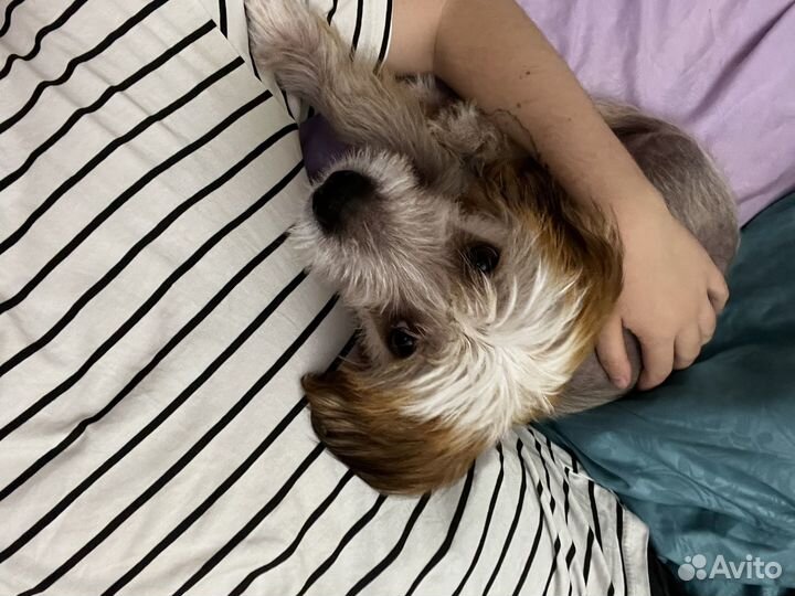 Китайская хохлатая щенок мальчик