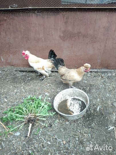 Куры бентамки