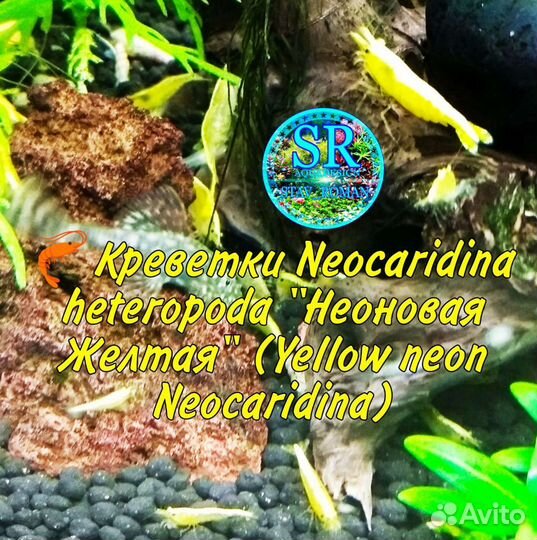 Креветки аквариумные Neocaridina