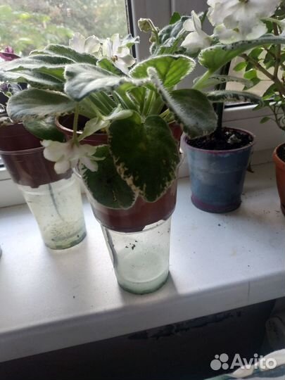 Цветущие фиалки