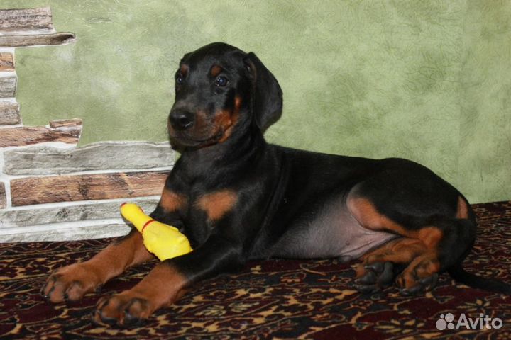 Щен. доберман