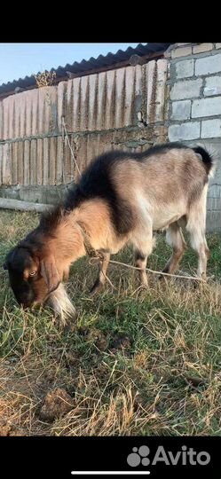 Козел баран лакон